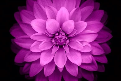 Purple Flower Wallpapers