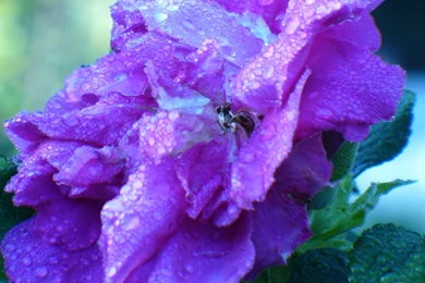 Purple Flower Backgrounds For Desktop   Danasrhp.top