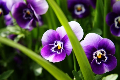 Purple Flower Backgrounds For Desktop   Danasrhp.top