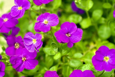 Purple Flower Wallpapers   Android Apps On Google Play
