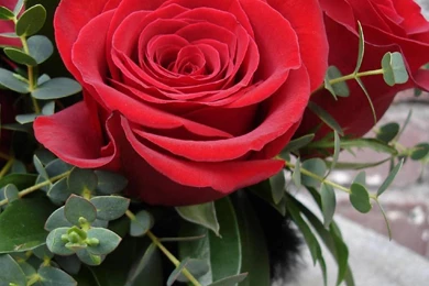 Mothers Day Cute Red Rose Gift