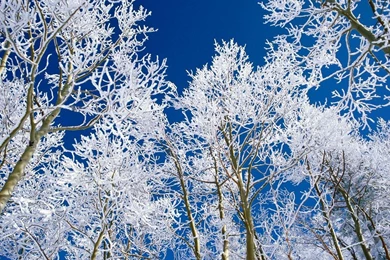 Winter Trees   Winter Wallpapers (509494)   Fanpop