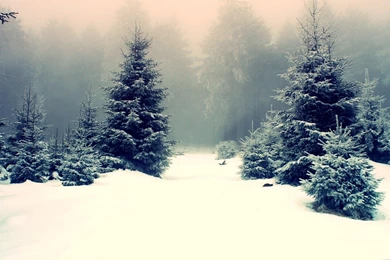 Nature Winter Trees Forest Snow Wonderful Photo >> HD Wallpapers ...