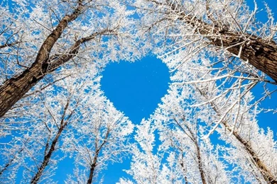 Winter, Trees, Snow, White, Sky, Love Heart Wallpaper,Winter HD ...