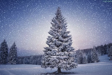 Snow Winter Trees Wallpapers