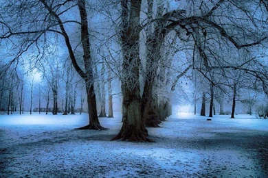 WINTER TREES WALLPAPER   (