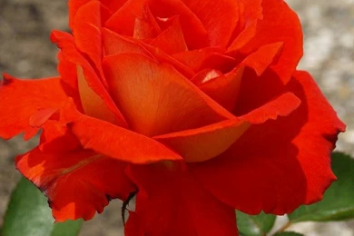 Loving2you: Rose Day 7th February