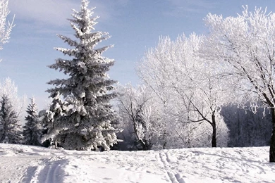 Download Wallpapers 2560x1024 Winter, Trees, Hoarfrost, Ski Track ...