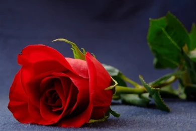 Romantic Red Roses Pictures (33 Photos)
