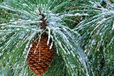 Winter Wallpapers   22