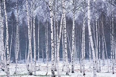 Snowy Forest Wallpapers   Snow Covered Trees Wallpaper33   Wallcoo.net