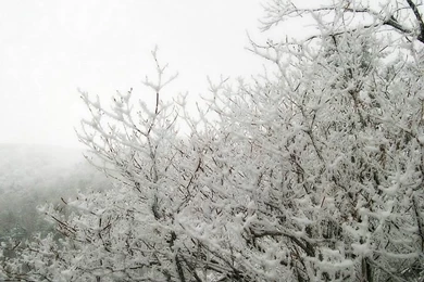 Winter Trees Photos   Snow Covered Trees Wallpapers 9   Wallcoo.net