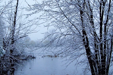 Snow Winter Trees Wallpapers