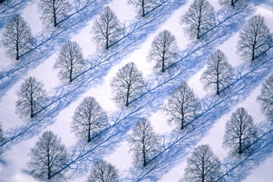 Winter Trees Wallpapers And Images   Wallpapers, Pictures, Photos