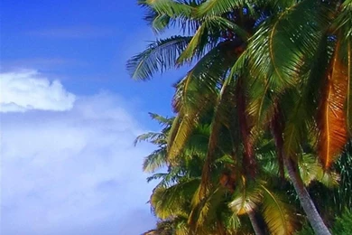 Wallpapers Sandy Beach Home Galaxy S Hd 1080x1920