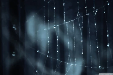 Pics, Facts, Funny Stuff About Animals & Nature Spider Wallpapers