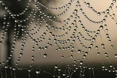 Pics, Facts, Funny Stuff About Animals & Nature Spider Web Wallpapers