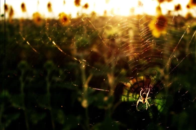 Spider Web Wallpapers Desktop