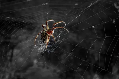 High Res Spider Web Wallpapers