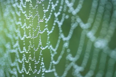 Awesome Spider Web Wall