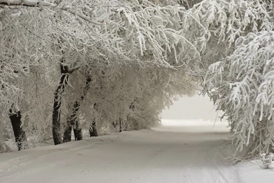 Winter: Winter Tunnel Snow Nature Landscapes Free Desktop ...