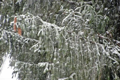 Winter: Snowy Green Blizzard Bushes Trees Winter Wonderland Tree ...