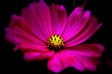 HOT PINK WALLPAPER   (