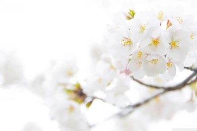 New Lovely White Flowers Images View