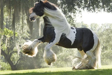 Animals Desktop Mac Domesticated Animal Backgrounds Stallions Apple ...