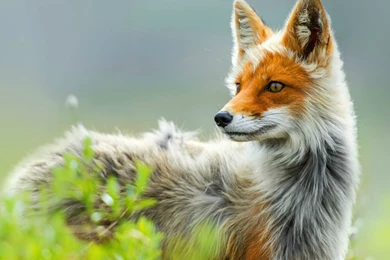 Red Fox Wallpapers Desktop Backgrounds : Animal Wallpapers   Kokean.com