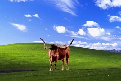 View Topic   Some Longhorn Wallpapers   BetaArchive