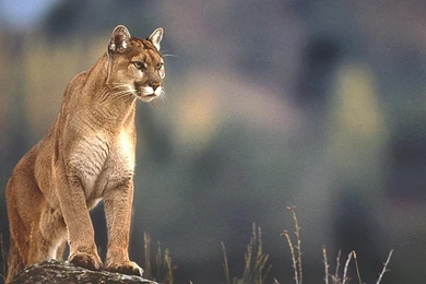 Cougar Red Windows 98 Animals