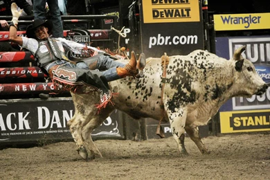 Bull Riding Bullrider Rodeo Western Cowboy Extreme Cow (1 ...