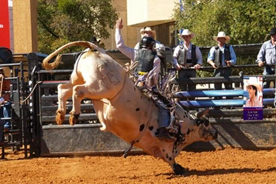 Bull riding wallpaper 5 11342 HD Wallpapers