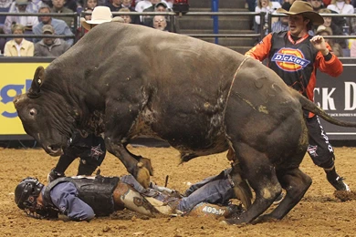 Bull Riding Bullrider Rodeo Western Cowboy Extreme Cow (36 ...