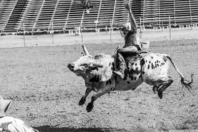 Bull Rider HD Desktop Wallpapers : Widescreen : High Definition ...