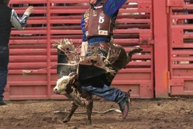 Bull Riding Quotes And Poems. QuotesGram
