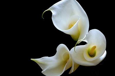 Calla Lily Wallpapers