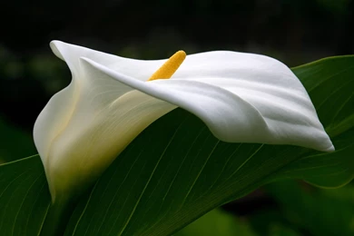 13 Calla Lily HD Wallpapers
