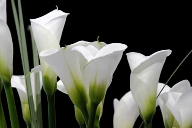 Wallpaper: Black Background, White, Calla Lilies, Flowers Wallpapers
