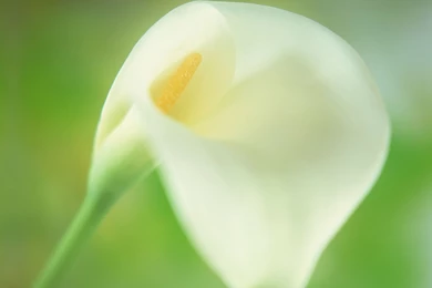 Calla Lily