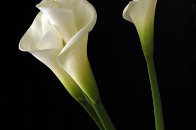Calla Lily Flowers Desktop Wallpapers ~ Toptenpack.com