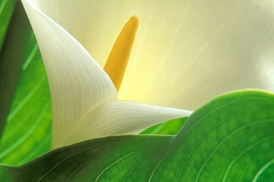White Calla Lily Flower