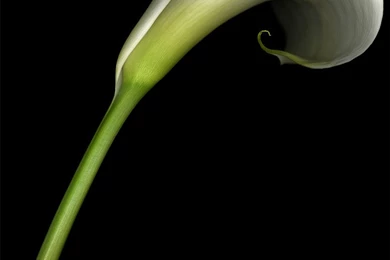 Calla Lily Flowers Desktop Wallpapers ~ Toptenpack.com