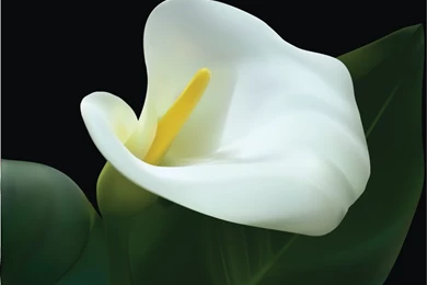 Calla Lily By Pinpaw On DeviantArt