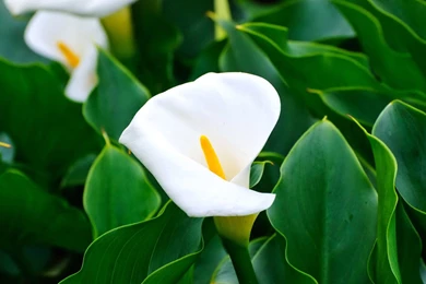 Calla Lilies Wallpapers HD