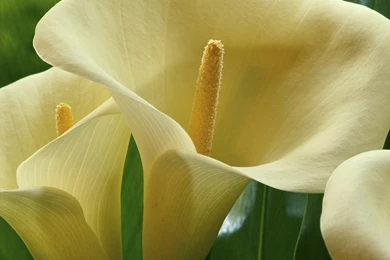 Calla Lilies My Favorite Flower On Pinterest