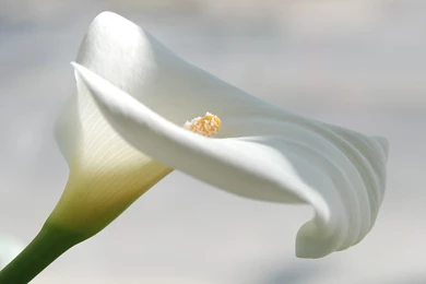 Top Flowers Desktop Backgrounds: Calla Lily HD Backgrounds