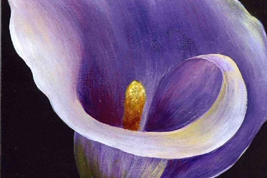 Top Red Calla Lily Flower Wallpapers