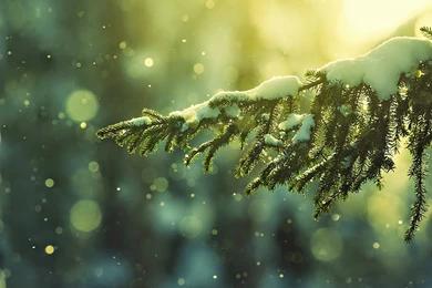 Christmas Tree Wallpapers   FREE